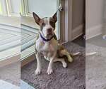 Small #6 American Staffordshire Terrier Mix