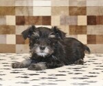 Small #1 Schnauzer (Miniature)