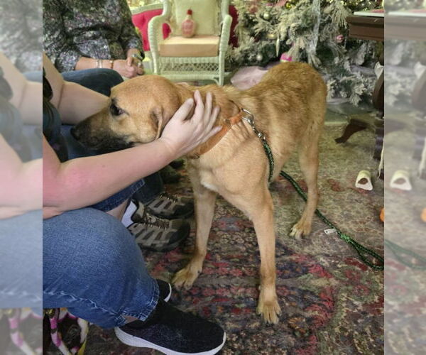 Medium Photo #6 Shepradors Puppy For Sale in Winston Salem, NC, USA