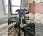 Small #12 American Pit Bull Terrier-Labrador Retriever Mix