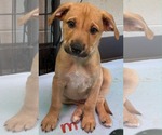 Parker (NY-Lia) - Male German Shepherd Dog-Unknown Mix Dog for Adoption - Small photo