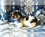 Small Photo #3 Shih Tzu Puppy For Sale in LANCASTER, PA, USA