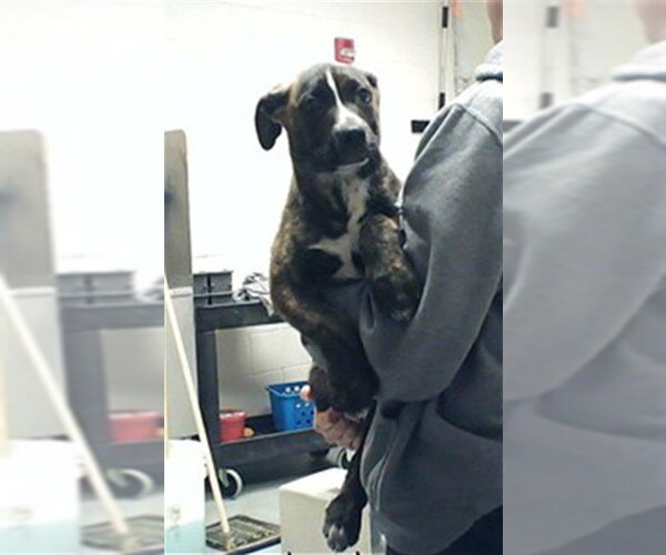 Medium Photo #1 German Shepherd Dog-Unknown Mix Puppy For Sale in Fayetteville, NC, USA