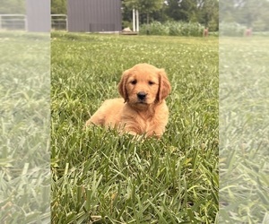 Golden Retriever Puppy for sale in CUB RUN, KY, USA