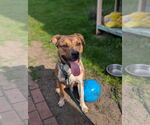 Small #3 Bullboxer Pit