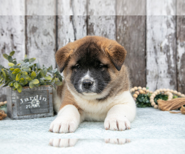 Medium Photo #2 Akita Puppy For Sale in MILLERSBURG, OH, USA