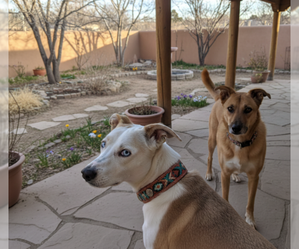 Medium Photo #2 Mutt Puppy For Sale in Pena Blanca, NM, USA