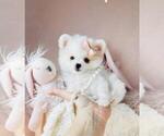 Small #14 Pomeranian