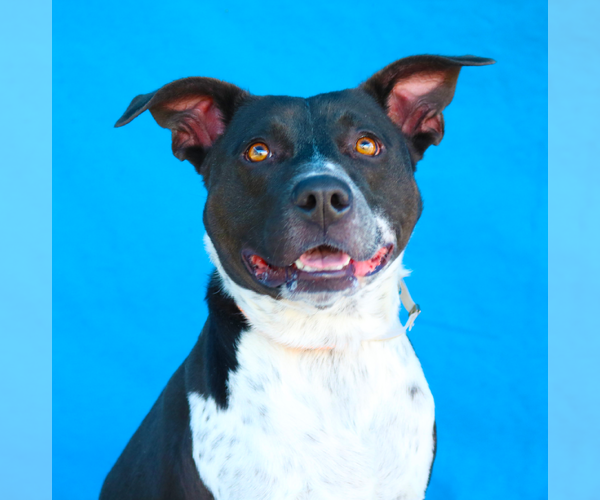 Medium Photo #2 Mutt Puppy For Sale in Pasadena, CA, USA