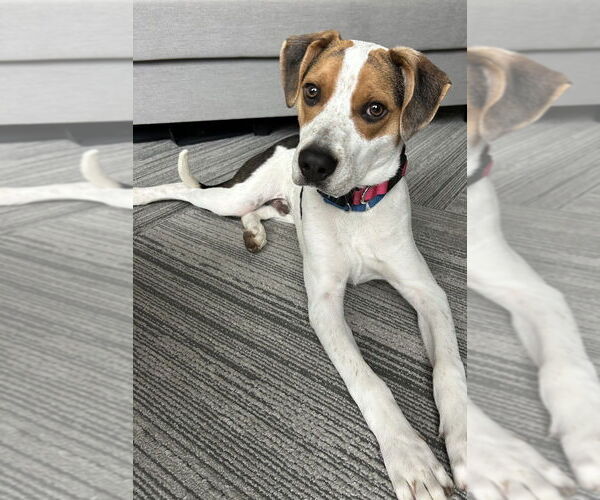 Medium Photo #13 Beagle-Unknown Mix Puppy For Sale in Elmsford, NY, USA