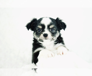 Chihuahua Puppy for sale in UNION GROVE, NC, USA