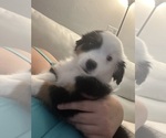 Small Photo #13 Miniature Australian Shepherd Puppy For Sale in LAKELAND, FL, USA