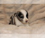 Small #1 Australian Retriever