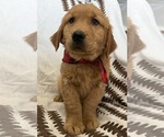 Puppy Blitzen Golden Retriever