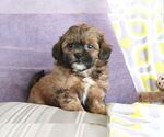 Small #11 ShihPoo