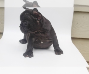 French Bulldog Puppy for Sale in MABLETON, Georgia USA