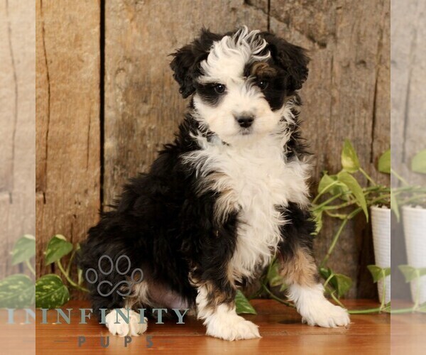 Medium Photo #1 Bernedoodle (Miniature) Puppy For Sale in NARVON, PA, USA