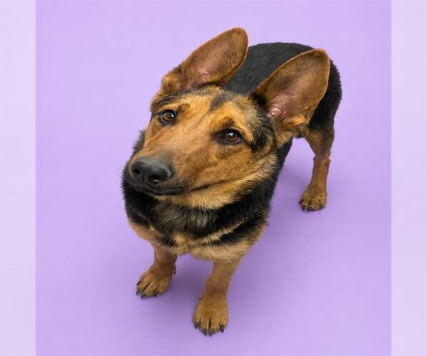 Medium Photo #2 German Shepherd Dog-Unknown Mix Puppy For Sale in HESPERIA, CA, USA
