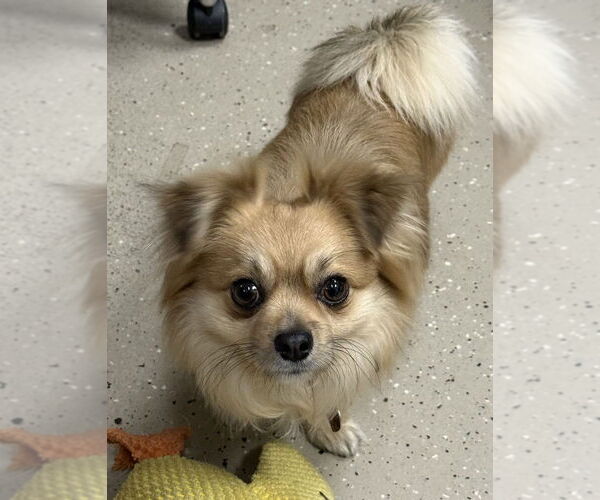 Medium Photo #3 Chiranian Puppy For Sale in Mundelein, IL, USA