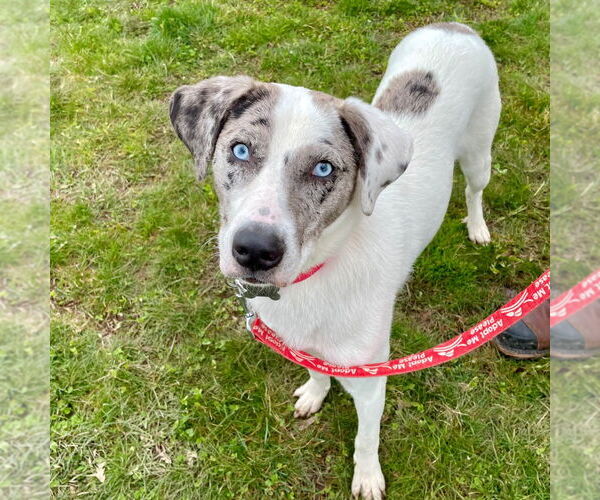 Medium Photo #3 Catahoula Leopard Dog-Unknown Mix Puppy For Sale in Canton, CT, USA