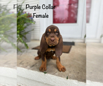 Puppy Purple collar 2 Bloodhound
