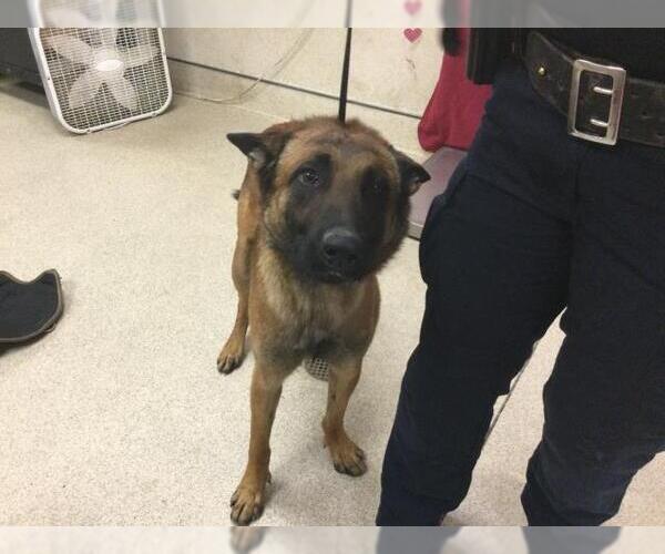 Medium Photo #1 Mutt Puppy For Sale in Riverside, CA, USA