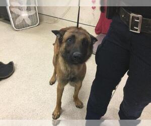 Mutt Dogs for adoption in Riverside, CA, USA