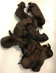 Belgian Malinois Puppy for sale in KENDALL, FL, USA