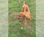 Small Photo #3 Rhodesian Ridgeback Puppy For Sale in CORDELL, OK, USA