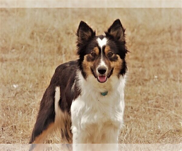 Medium Photo #5 Bordoodle Puppy For Sale in OLATHE, CO, USA