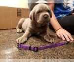 Small Photo #12 Cane Corso Puppy For Sale in PHILLIPSTON, MA, USA