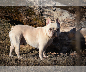 Father of the French Bulldog puppies born on 10/12/2021