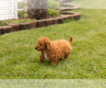 Small Photo #2 Goldendoodle (Miniature) Puppy For Sale in TOPEKA, IN, USA