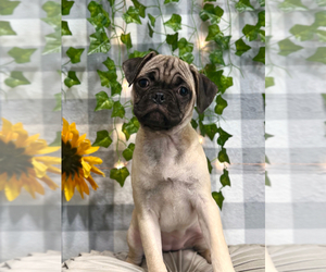 Puggle Puppy for sale in MARIETTA, GA, USA