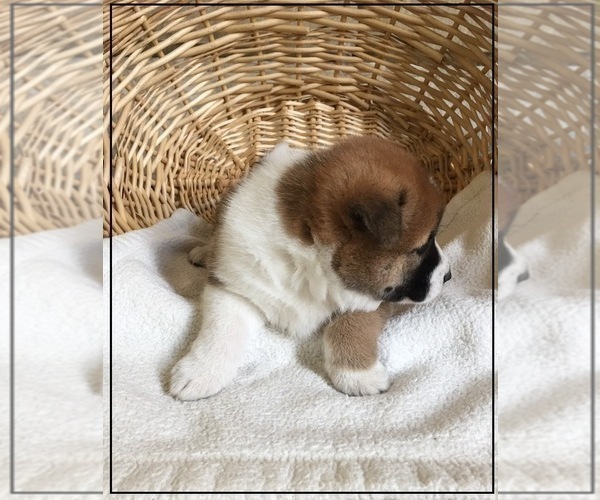 Medium Photo #5 Shiba Inu Puppy For Sale in FULTON, MO, USA