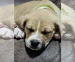 Small American Pit Bull Terrier-Black Mouth Cur Mix