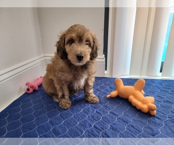 Medium Photo #13 Aussie-Poo Puppy For Sale in DORAL, FL, USA