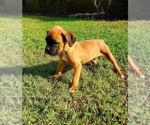 Boxer Puppy for sale in PELZER, SC, USA