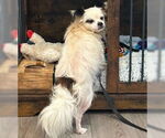 Small #4 Chihuahua