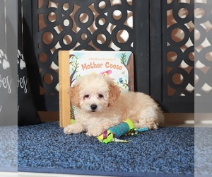 Poodle (Toy) Puppy for Sale in MOUNT VERNON, Ohio USA