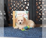 Image preview for Ad Listing. Nickname: Teddy