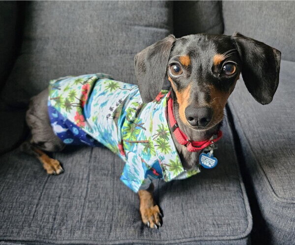 Medium Photo #2 Dachshund Puppy For Sale in Boonton, NJ, USA