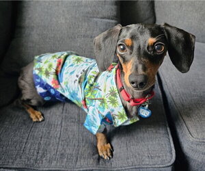 Prospect Pete LA - Male Dachshund Dog for Adoption - Photo #2