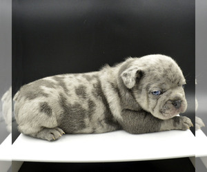 French Bulldog Puppy for sale in PASCO, WA, USA