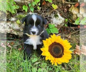 Miniature Australian Shepherd Puppy for sale in SANDOWN, NH, USA
