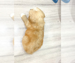 Small Photo #24 Goldendoodle (Miniature) Puppy For Sale in MILLERSBURG, OH, USA