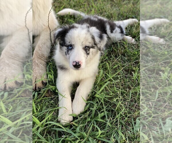 Medium Photo #2 Border Collie Puppy For Sale in PERRYVILLE, MO, USA