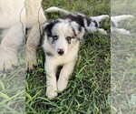 Small Photo #2 Border Collie Puppy For Sale in PERRYVILLE, MO, USA