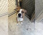 Small #8 Mutt