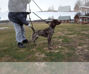 Mother of the German Shorthaired Pointer puppies born on 05/11/2019
